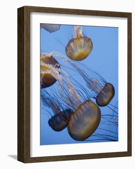 California, Monterey Bay Acquarium, Pacific Sea Nettle Jellyfish, USA-Michele Falzone-Framed Photographic Print