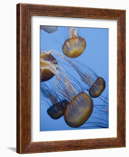 California, Monterey Bay Acquarium, Pacific Sea Nettle Jellyfish, USA-Michele Falzone-Framed Photographic Print