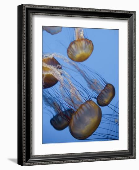 California, Monterey Bay Acquarium, Pacific Sea Nettle Jellyfish, USA-Michele Falzone-Framed Photographic Print