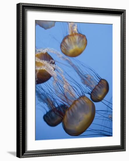 California, Monterey Bay Acquarium, Pacific Sea Nettle Jellyfish, USA-Michele Falzone-Framed Photographic Print