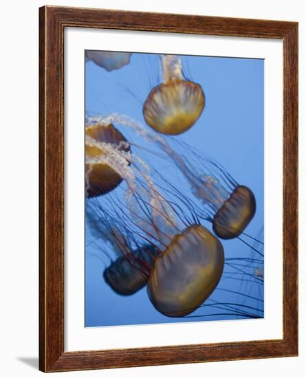 California, Monterey Bay Acquarium, Pacific Sea Nettle Jellyfish, USA-Michele Falzone-Framed Photographic Print