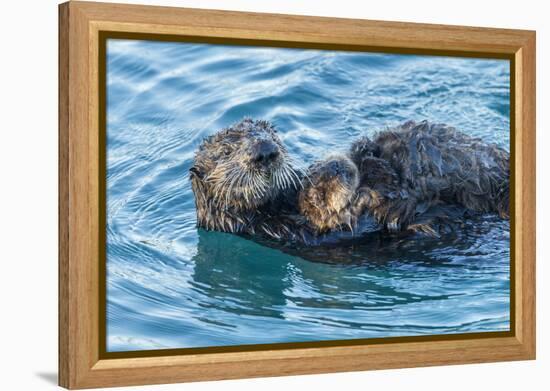 California, Morro Bay. Sea Otter Parent and Pup-Jaynes Gallery-Framed Premier Image Canvas