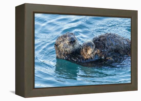 California, Morro Bay. Sea Otter Parent and Pup-Jaynes Gallery-Framed Premier Image Canvas