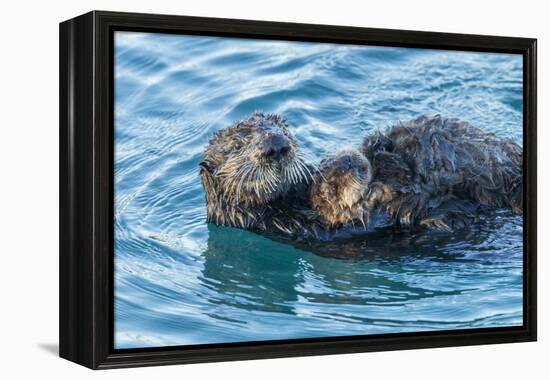 California, Morro Bay. Sea Otter Parent and Pup-Jaynes Gallery-Framed Premier Image Canvas