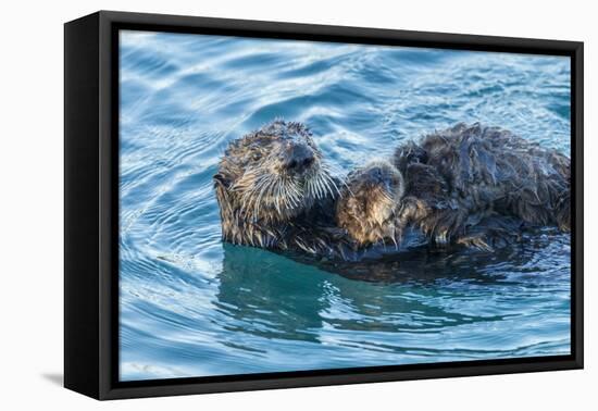 California, Morro Bay. Sea Otter Parent and Pup-Jaynes Gallery-Framed Premier Image Canvas