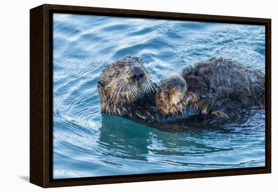 California, Morro Bay. Sea Otter Parent and Pup-Jaynes Gallery-Framed Premier Image Canvas