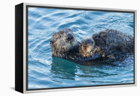 California, Morro Bay. Sea Otter Parent and Pup-Jaynes Gallery-Framed Premier Image Canvas