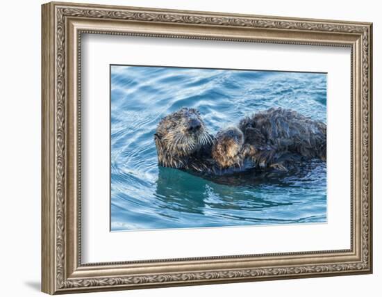 California, Morro Bay. Sea Otter Parent and Pup-Jaynes Gallery-Framed Photographic Print