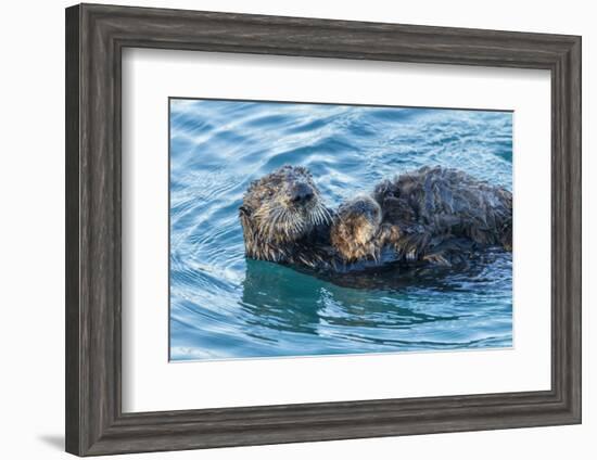 California, Morro Bay. Sea Otter Parent and Pup-Jaynes Gallery-Framed Photographic Print