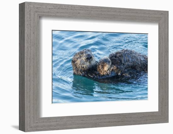 California, Morro Bay. Sea Otter Parent and Pup-Jaynes Gallery-Framed Photographic Print