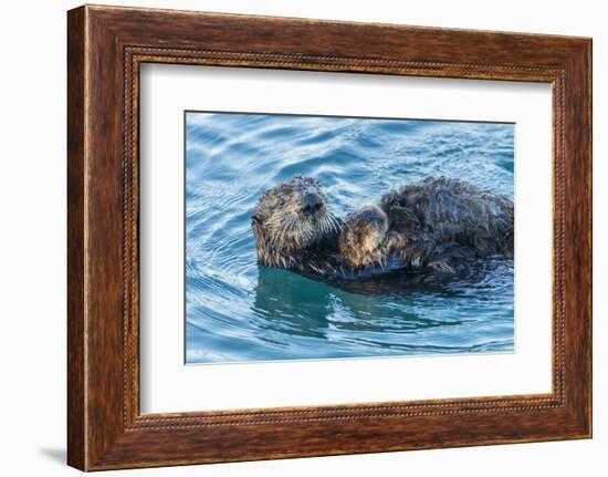 California, Morro Bay. Sea Otter Parent and Pup-Jaynes Gallery-Framed Photographic Print