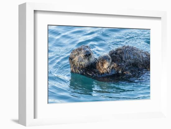 California, Morro Bay. Sea Otter Parent and Pup-Jaynes Gallery-Framed Photographic Print