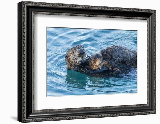 California, Morro Bay. Sea Otter Parent and Pup-Jaynes Gallery-Framed Photographic Print