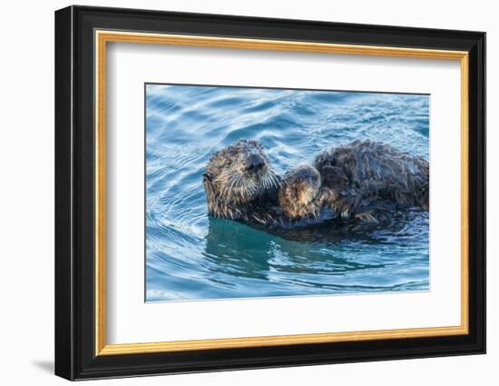 California, Morro Bay. Sea Otter Parent and Pup-Jaynes Gallery-Framed Photographic Print