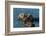 California, Morro Bay. Sea Otter Parent and Pup-Jaynes Gallery-Framed Photographic Print