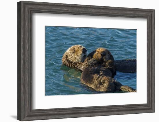 California, Morro Bay. Sea Otter Parent and Pup-Jaynes Gallery-Framed Photographic Print