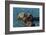 California, Morro Bay. Sea Otter Parent and Pup-Jaynes Gallery-Framed Photographic Print