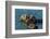 California, Morro Bay. Sea Otter Parent and Pup-Jaynes Gallery-Framed Photographic Print