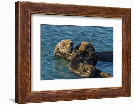 California, Morro Bay. Sea Otter Parent and Pup-Jaynes Gallery-Framed Photographic Print