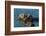 California, Morro Bay. Sea Otter Parent and Pup-Jaynes Gallery-Framed Photographic Print