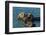 California, Morro Bay. Sea Otter Parent and Pup-Jaynes Gallery-Framed Photographic Print