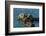 California, Morro Bay. Sea Otter Parent and Pup-Jaynes Gallery-Framed Photographic Print