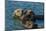 California, Morro Bay. Sea Otter Parent and Pup-Jaynes Gallery-Mounted Photographic Print