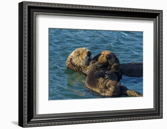 California, Morro Bay. Sea Otter Parent and Pup-Jaynes Gallery-Framed Photographic Print