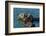 California, Morro Bay. Sea Otter Parent and Pup-Jaynes Gallery-Framed Photographic Print