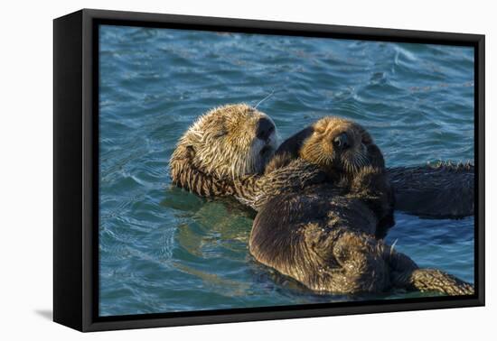 California, Morro Bay. Sea Otter Parent and Pup-Jaynes Gallery-Framed Premier Image Canvas