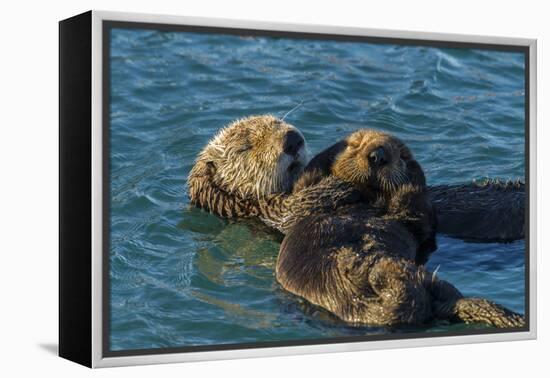 California, Morro Bay. Sea Otter Parent and Pup-Jaynes Gallery-Framed Premier Image Canvas