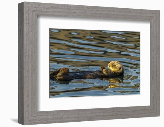 California, Morro Bay. Sea Otter Resting on Ocean Surface-Jaynes Gallery-Framed Photographic Print