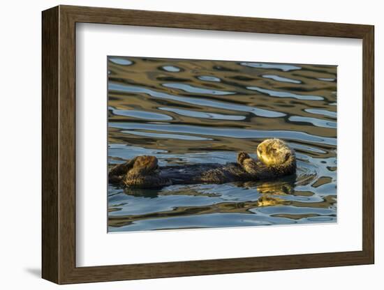 California, Morro Bay. Sea Otter Resting on Ocean Surface-Jaynes Gallery-Framed Photographic Print