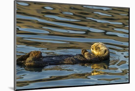 California, Morro Bay. Sea Otter Resting on Ocean Surface-Jaynes Gallery-Mounted Photographic Print