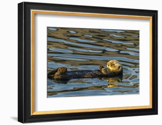 California, Morro Bay. Sea Otter Resting on Ocean Surface-Jaynes Gallery-Framed Photographic Print