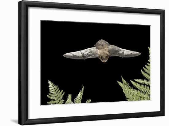 California Myotis (Myotis Californicus) in Flight, Rogue River National Forest, Oregon, USA, August-Michael Durham-Framed Photographic Print