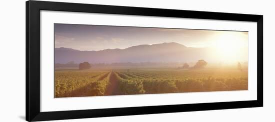 California, Napa Valley, Vineyard-null-Framed Photographic Print