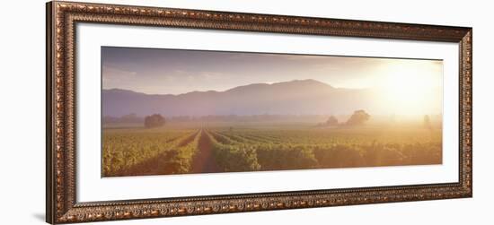 California, Napa Valley, Vineyard-null-Framed Photographic Print