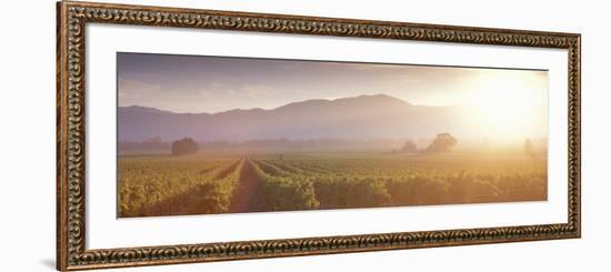 California, Napa Valley, Vineyard-null-Framed Photographic Print