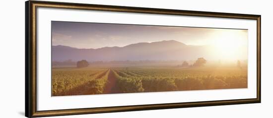 California, Napa Valley, Vineyard-null-Framed Photographic Print