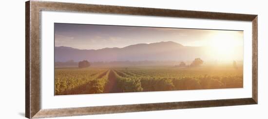 California, Napa Valley, Vineyard-null-Framed Photographic Print