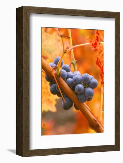 California, Napa Valley, Wine Country, Dew on Cabernet Grapes in Colorful Vineyard-John Alves-Framed Photographic Print