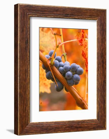 California, Napa Valley, Wine Country, Dew on Cabernet Grapes in Colorful Vineyard-John Alves-Framed Photographic Print