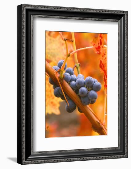 California, Napa Valley, Wine Country, Dew on Cabernet Grapes in Colorful Vineyard-John Alves-Framed Photographic Print