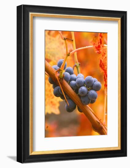 California, Napa Valley, Wine Country, Dew on Cabernet Grapes in Colorful Vineyard-John Alves-Framed Photographic Print