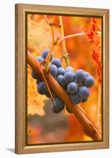 California, Napa Valley, Wine Country, Dew on Cabernet Grapes in Colorful Vineyard-John Alves-Framed Premier Image Canvas