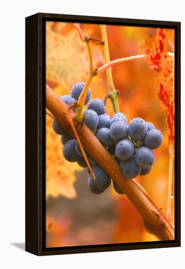California, Napa Valley, Wine Country, Dew on Cabernet Grapes in Colorful Vineyard-John Alves-Framed Premier Image Canvas