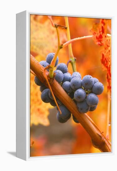 California, Napa Valley, Wine Country, Dew on Cabernet Grapes in Colorful Vineyard-John Alves-Framed Premier Image Canvas