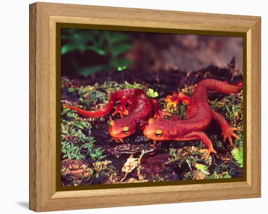 California Newt, Native to California, USA-David Northcott-Framed Premier Image Canvas