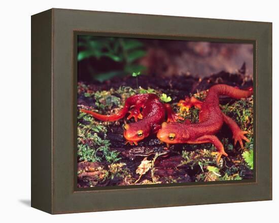 California Newt, Native to California, USA-David Northcott-Framed Premier Image Canvas